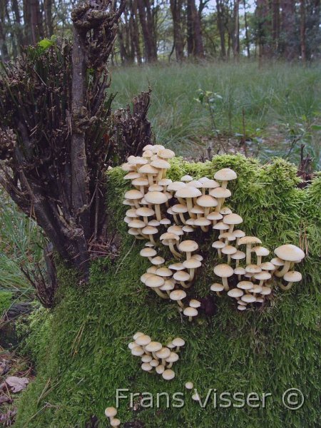 Paddenstoelen 11.JPG